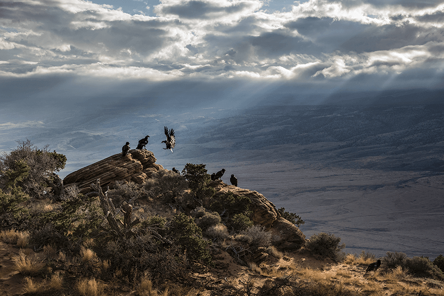 On the Brink – the California Condor