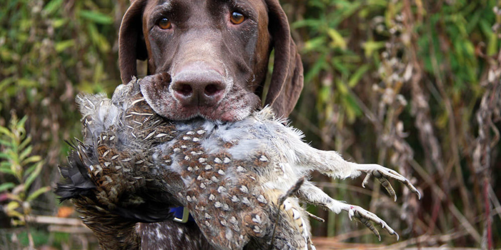 upland magazine - birddogs - nancy anisfield