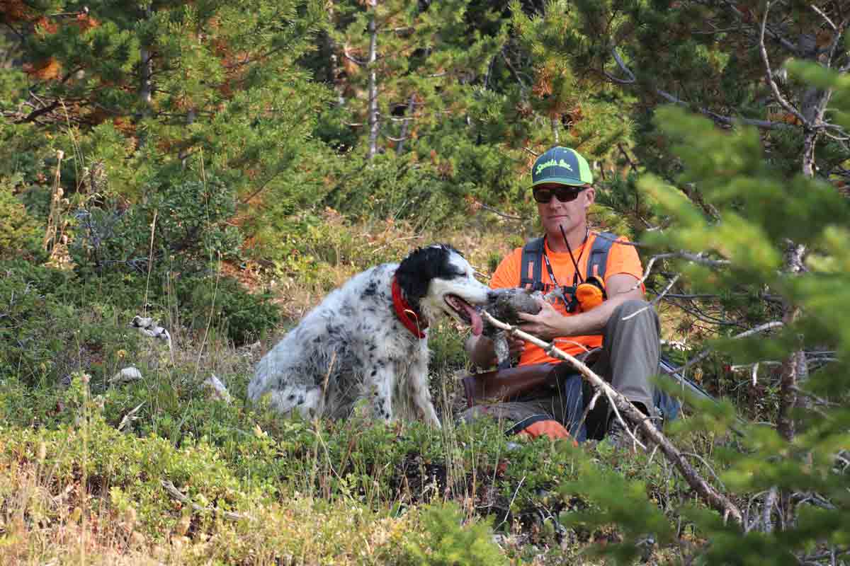 Bird Dogs and the Food That Fuels Them