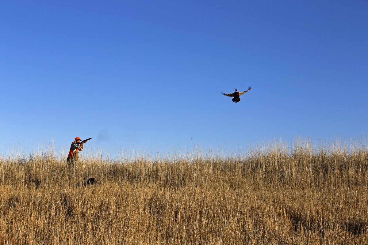 The Perfectly Imperfect Nature of Pheasant Hunting