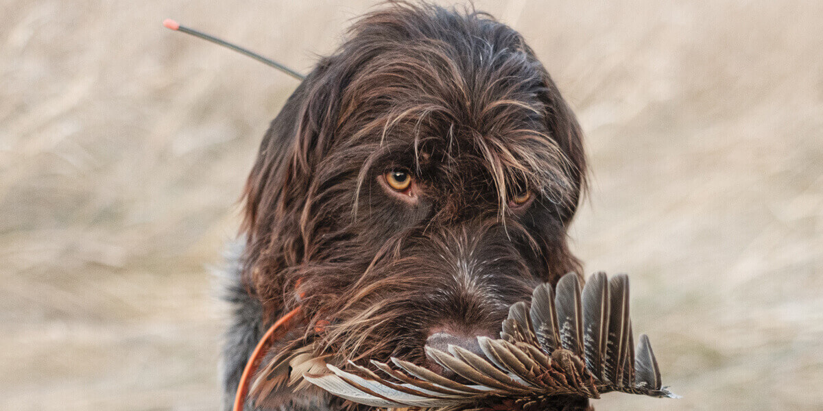 Upland Hunting and Fly Fishing with Mark Lance