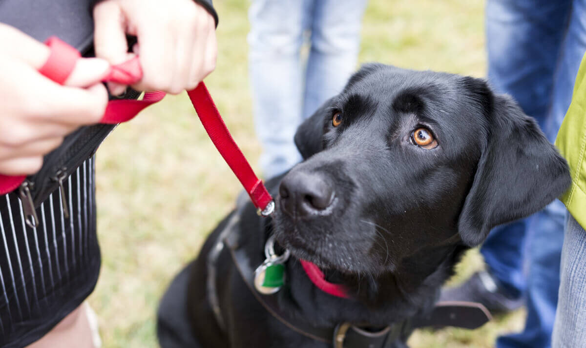 Scientifically-Formulated Dog Treats