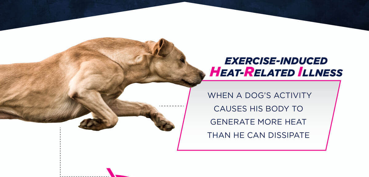 Canine exertional heat related illness (HRI)