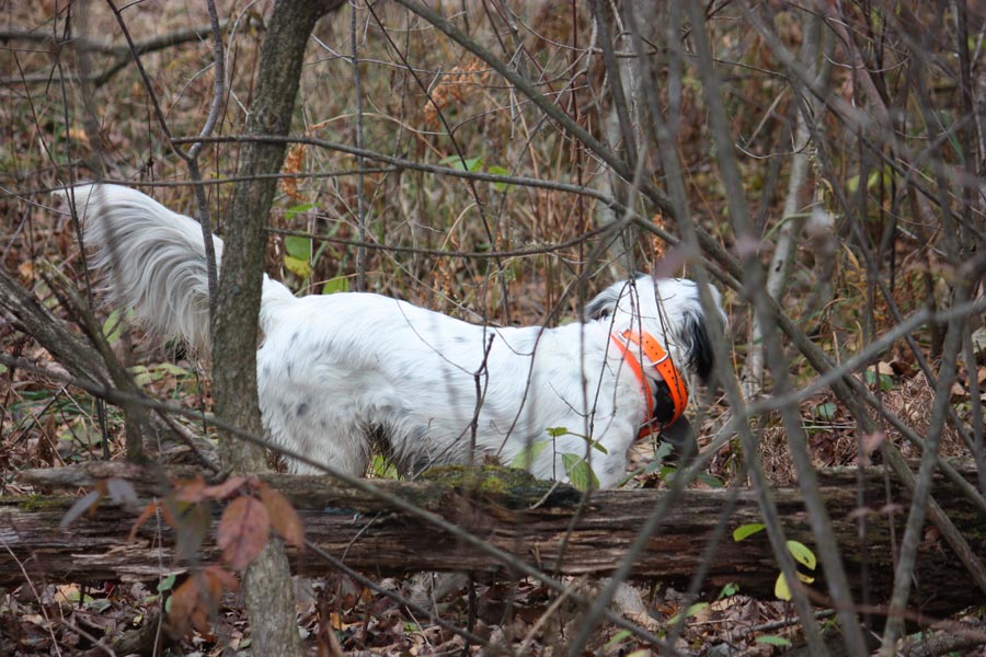 are setters pointers