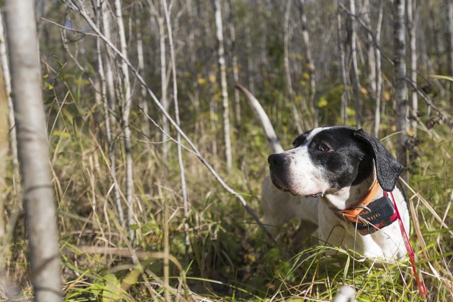 are setters pointers