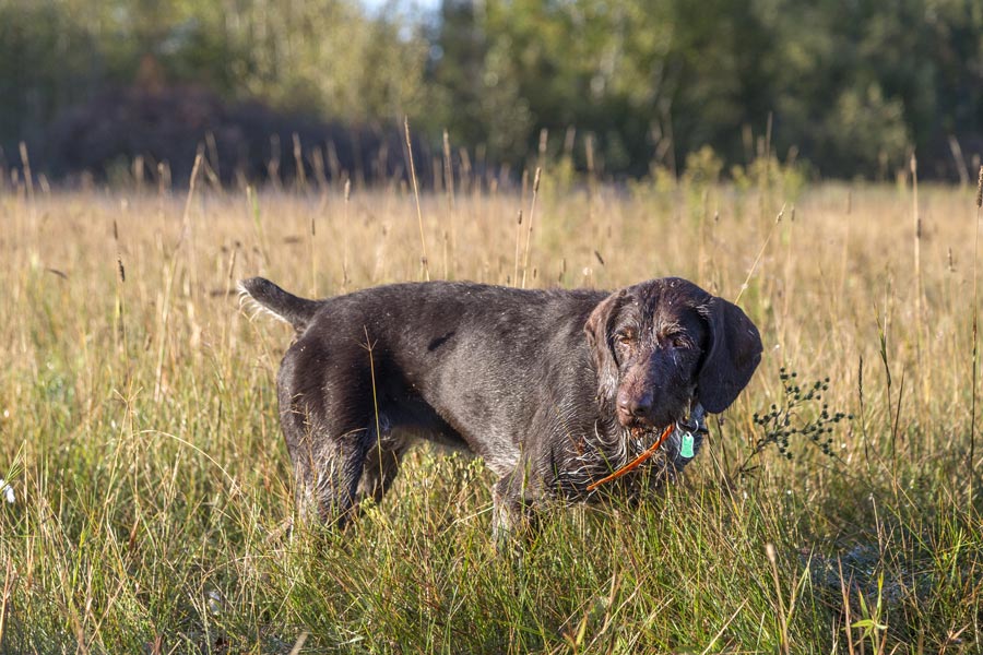 are setters pointers