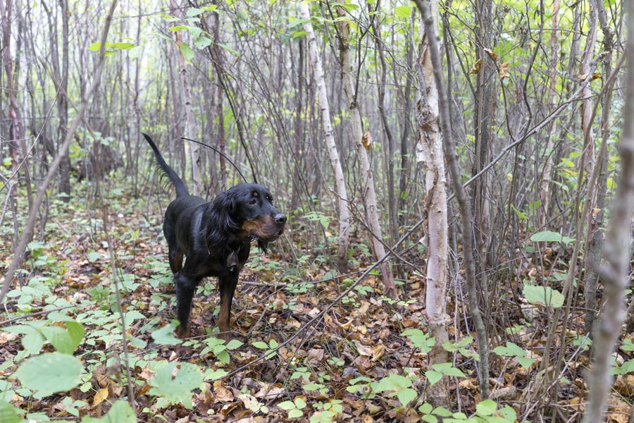 are setters pointers