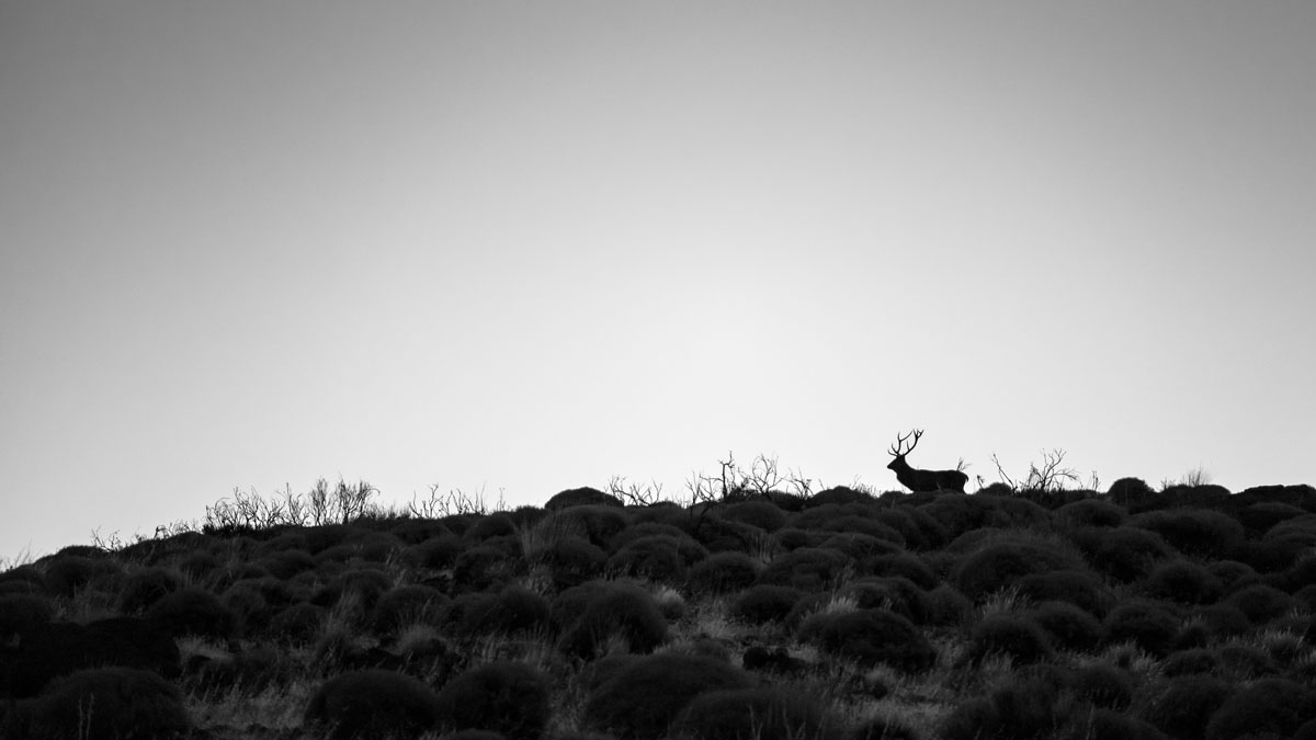 Gaucho Guides: Argentina’s Rich Tradition of Red Stag Hunting