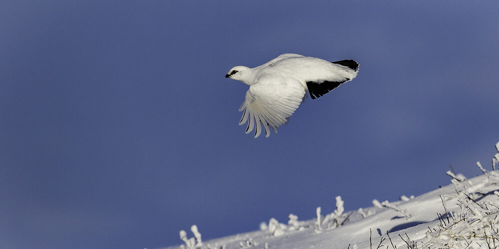 Gunning the White Birds of Winter, rock ptarmigan