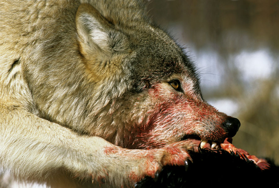 A Wolf at the Door: Imagining a Future for America’s Top Predator