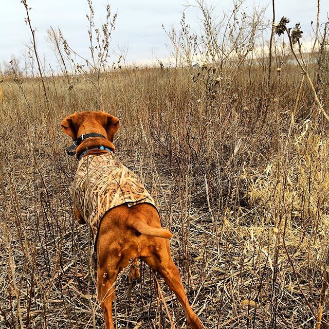 Windshields and Tailgates – The Importance of a Wingshooter’s Hunting Truck