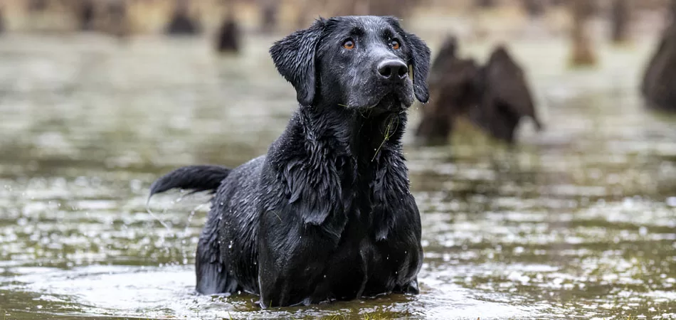 Dog Training Timing – Caring for Your Canine Athlete