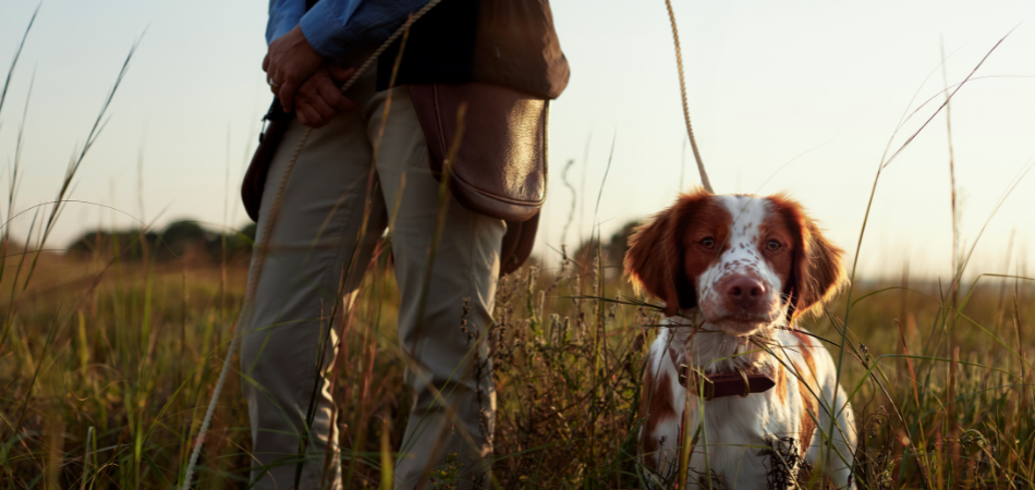 BACK TO SCHOOL – HOW TO BUILD A BETTER HUNTING DOG