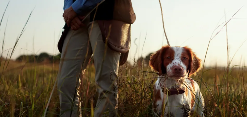 How to Build a Better Hunting Dog