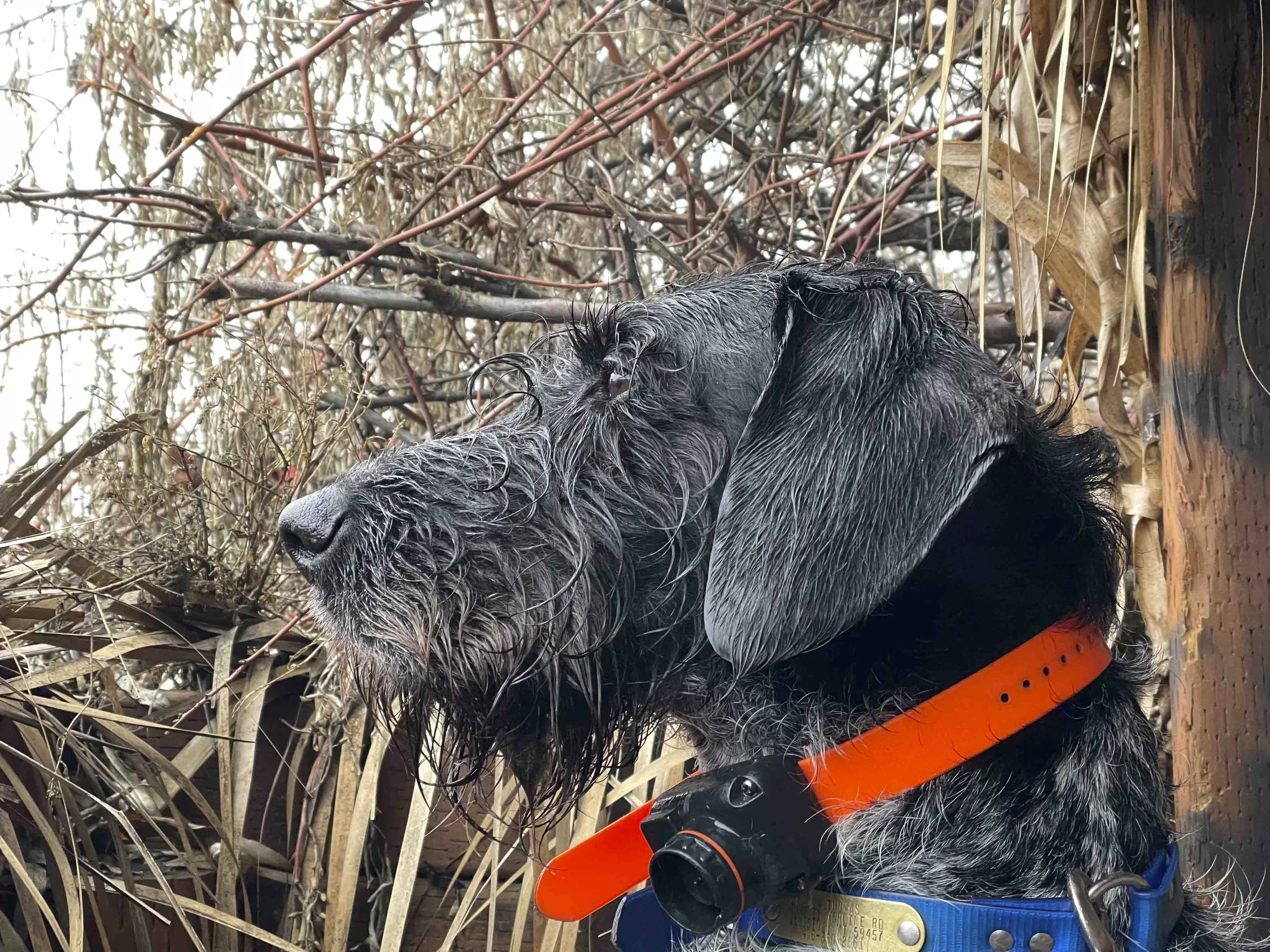 Versatile Hunting Dog Breeds – The German Wirehaired Pointer