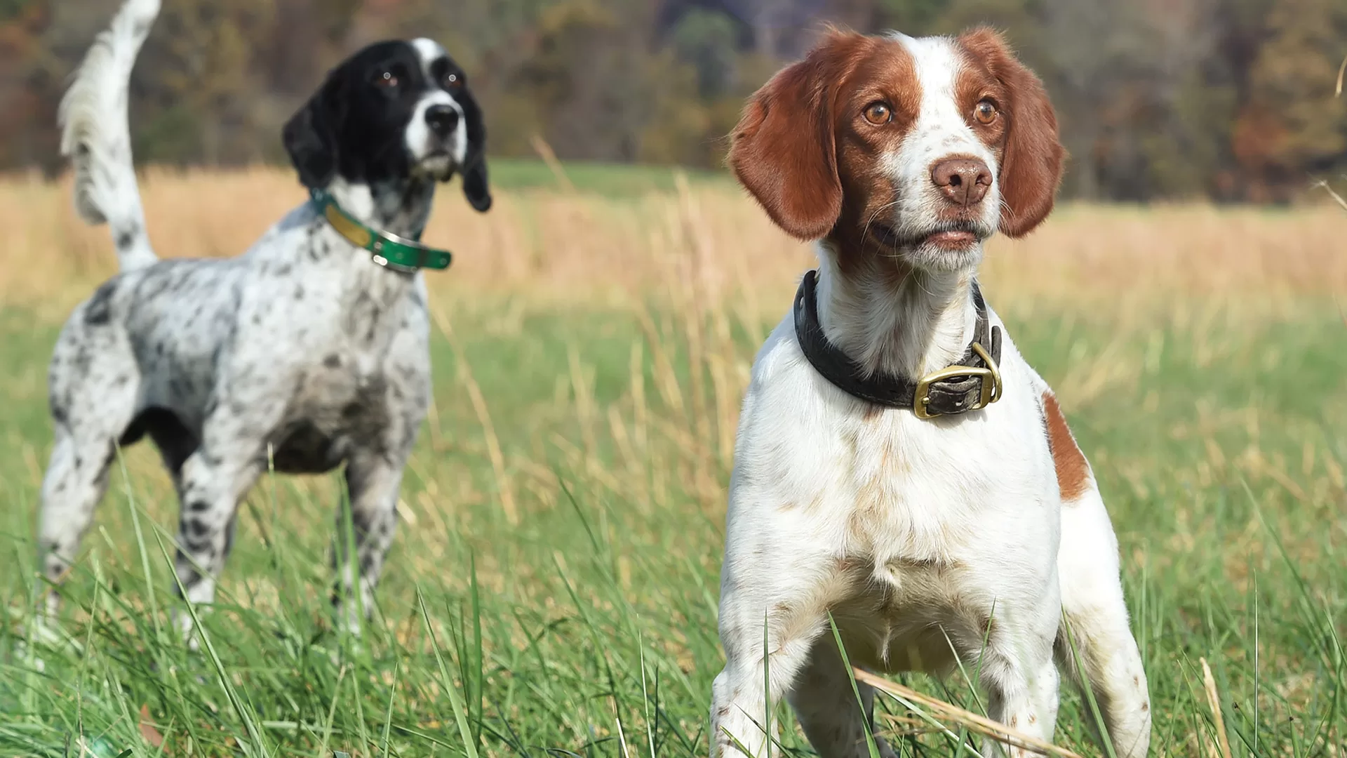 The Right Hunting Dog for YOU