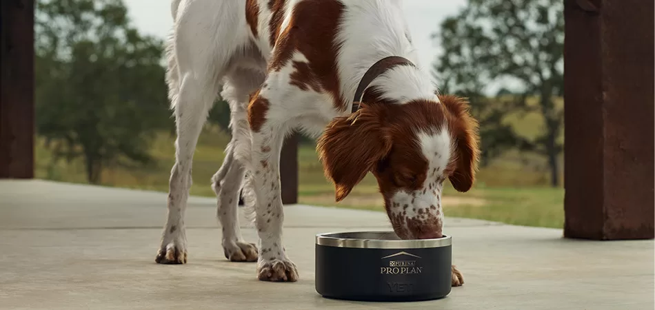 How Do I Keep My Bird Dog Hydrated?