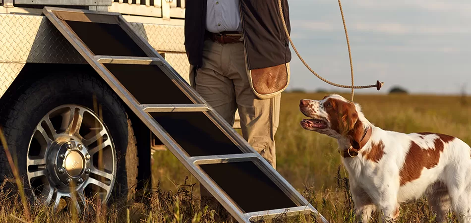 Ask a Vet:  How Do I Safely Travel With My Bird Dog?